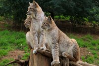 Drei Luchse sitzen auf einem Holzstamm und schauen aufmerksam in die Umgebung. Ihr Fell ist grau-braun, und sie haben auffällige Backenbehaarung sowie spitze Ohren. Die grüne Wiese im Hintergrund ergänzt die natürliche Umgebung.