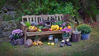 Eine rustikale Bank im Garten ist mit bunten Blumen, Kürbissen und frischen Äpfeln dekoriert. Körbe mit Obst und Pflanzen stehen um die Bank, während die Umgebung von Bäumen und Steinen umrahmt wird. Die Szenerie strahlt eine herbstliche, einladende Atmosphäre aus.