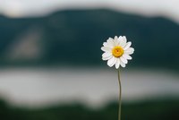Eine einzelne weiße Blume mit gelbem Zentrum steht auf einem langen Stängel. Der Hintergrund ist unscharf und zeigt eine sanfte Landschaft mit einer Wasserfläche und Hügeln.