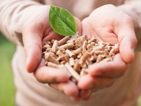 Hände halten kleine Holzpellets, aus denen ein grünes Blatt wächst. Das Bild symbolisiert Nachhaltigkeit und Umweltbewusstsein, indem es die Verbindung zwischen Biomasse und Pflanzenleben zeigt.