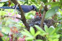 Ein blauer Jayvogel füttert seine hungrigen Küken im Nest. Die Küken haben offene Schnäbel und warten auf Nahrung. Das Nest ist zwischen Zweigen versteckt, umgeben von grünem Laub.