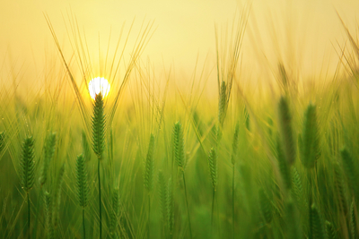 Getreidefeld im Sonnenschein