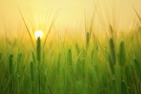 Getreidefeld im Sonnenschein
