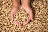 Hände halten eine Menge Holzpellets, die über eine größere Fläche verstreut sind. Die Pellets sind klein und zylindrisch, und die Hände wirken, als ob sie die Pellets sammeln oder präsentieren.