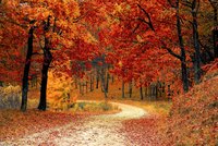 Ein gewundener Weg führt durch einen herbstlichen Wald voller leuchtend roter und orangefarbener Blätter. Die Bäume sind in warmen Farbtönen gefärbt, der Boden ist mit fallenden Blättern bedeckt, und die Atmosphäre strahlt die Ruhe und Schönheit der Natur im Herbst aus.