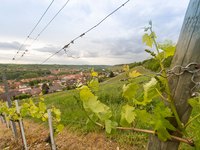 Eine Weinrebenreihe zieht sich über einen sanften Hang mit Blick auf ein kleines Dorf. Die Reben sind grün und frisch, während im Hintergrund Wolken am Himmel hängen und sanfte Hügel die Landschaft prägen.