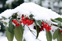 Ein Zweig mit leuchtend roten Beeren ist mit einer Schicht Schnee bedeckt. Im Hintergrund sind grüne Blätter sichtbar, die teilweise ebenfalls mit Schnee bedeckt sind. Die Szene vermittelt einen winterlichen Eindruck.