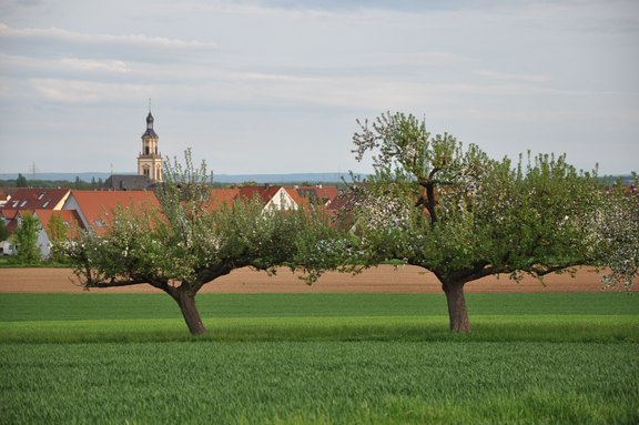 Ortsansicht der Gemeinde BErgrheinfeld mit Weise und Obstbäumen im Vordergrund und Dächern und dem Kirchturm im Hintergrund
