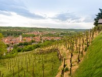 Eine malerische Weinlandschaft mit Reihen von Weinreben, die sanft einen Hügel hinabführen. Im Hintergrund erstreckt sich ein kleines Dorf mit roten Dächern und einer markanten Kirche, eingebettet in eine grüne Hügellandschaft unter einem bewölkten Himmel.
