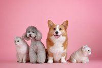 Vier Haustiere sitzen nebeneinander auf einem rosa Hintergrund. Ein Corgi mit braun-weißen Fell, ein grauer Pudel, eine weiße Katze und eine weitere Katze mit einem hellen Fell. Alle Tiere wirken freundlich und aufmerksam, einige lächeln.