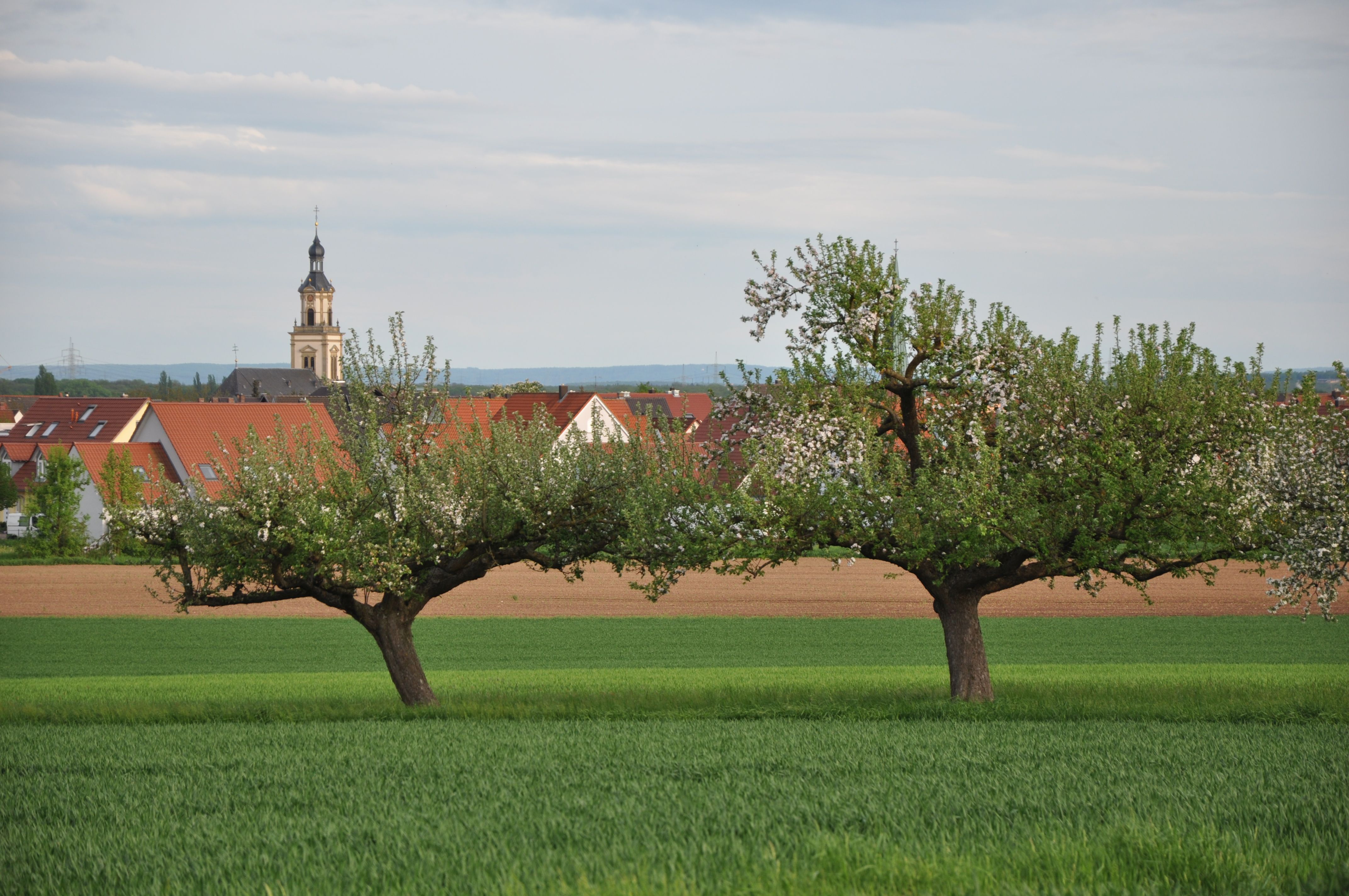 Ortsansicht der Gemeinde Bergrheinfeld mit Weise und Obstbäumen im Vordergrund und Dächern und dem Kirchturm im Hintergrund